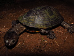 Acanthochelys radiolata