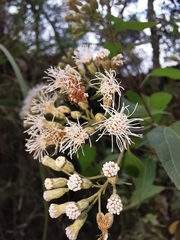 Chromolaena collina