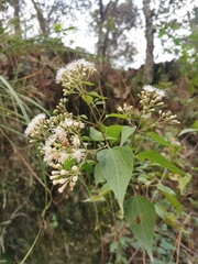 Chromolaena collina