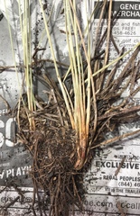 Eleocharis melanocarpa