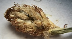 Eleocharis melanocarpa