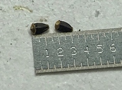 Eleocharis melanocarpa