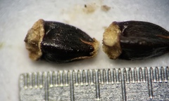 Eleocharis melanocarpa