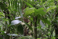 Miconia albertobrenesii