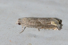 Epiblema minutana