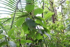 Miconia albertobrenesii