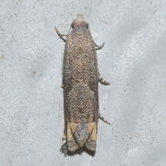Epiblema minutana