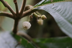 Miconia albertobrenesii