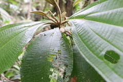 Miconia albertobrenesii