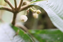 Miconia albertobrenesii