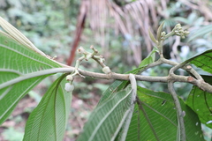 Miconia albertobrenesii