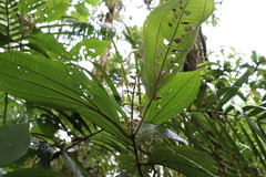Miconia albertobrenesii