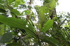 Miconia albertobrenesii