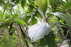 Miconia albertobrenesii