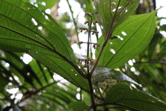 Miconia albertobrenesii