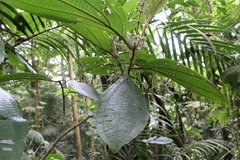 Miconia albertobrenesii