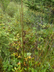 Juncus arcticus
