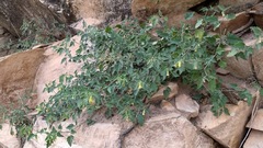Physalis hederifolia fendleri