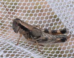 Melanoplus texensis