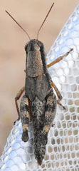 Melanoplus texensis