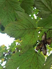 Acer pseudoplatanus
