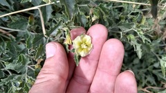 Physalis hederifolia fendleri