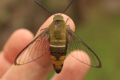 Cephonodes hylas virescens