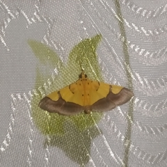 Endocrossis flavibasalis