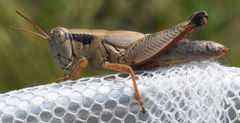 Melanoplus texensis