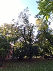 Acer pseudoplatanus