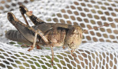Melanoplus texensis