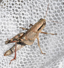 Melanoplus texensis