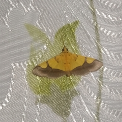 Endocrossis flavibasalis