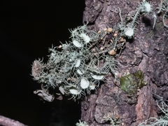 Usnea cirrosa