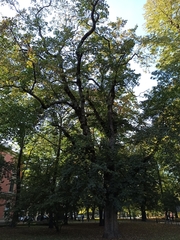 Acer pseudoplatanus