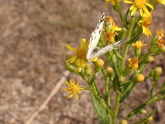 Pontia chloridice