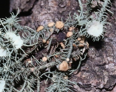 Biatoropsis usnearum