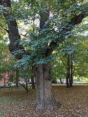 Acer pseudoplatanus