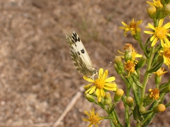 Pontia chloridice