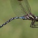 Green-striped Darner - Photo (c) Scott King, some rights reserved (CC BY-NC)