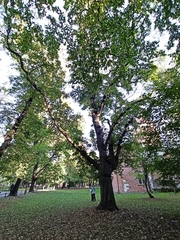 Acer pseudoplatanus