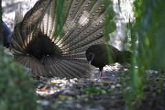 Great Argus photo 4