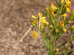 Pontia chloridice