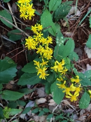 Solidago decurrens