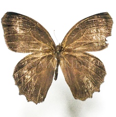 Pindis squamistriga