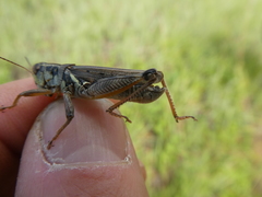 Melanoplus bruneri