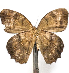 Pindis squamistriga