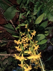 Solidago decurrens