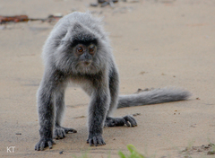 Silvery Lutung photo 3