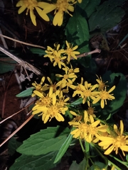Solidago decurrens